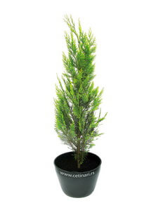 Chamaecyparis lawsoniana Alumii Gold