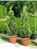 Chamaecyparis lawsoniana Alumii Gold