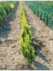 Chamaecyparis lawsoniana Alumii Gold