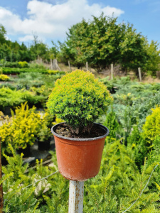 Thuja occidentalis Teddy Anniek