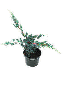 Juniperus chinensis Blue Alps