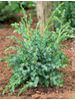 Juniperus chinensis Blue Alps