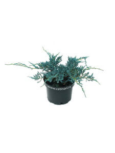 Juniperus squamata Blue Carpet