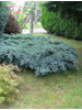 Juniperus squamata Blue Carpet