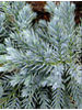 Juniperus squamata Blue Carpet