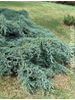 Juniperus squamata Blue Carpet