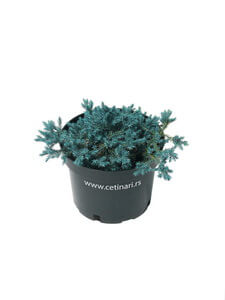 Juniperus squamata Blue Star