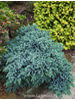 Juniperus squamata Blue Star