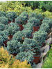 Juniperus squamata Blue Star