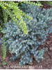Juniperus squamata Blue Star