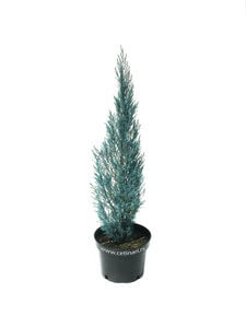 Chamaecyparis lawsoniana Blue Surprise