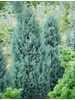 Chamaecyparis lawsoniana Blue Surprise