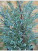 Chamaecyparis lawsoniana Blue Surprise
