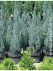 Chamaecyparis lawsoniana Blue Surprise