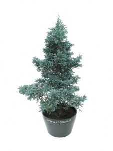 Chamaecyparis pisifera Boulevard