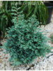 Chamaecyparis pisifera Boulevard