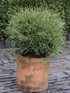 Thuja occidentalis Mr. Bowling Ball
