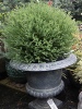 Thuja occidentalis Mr. Bowling Ball