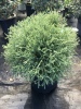 Thuja occidentalis Mr. Bowling Ball