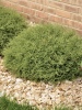 Thuja occidentalis Mr. Bowling Ball