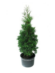 Thuja occidentalis Columna