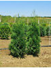 Thuja occidentalis Columna