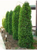 Thuja occidentalis Columna