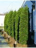 Thuja occidentalis Columna