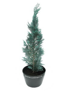 Chamaecyparis lawsoniana Columnaris