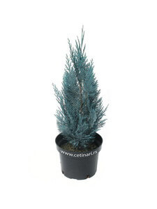 Chamaecyparis lawsoniana Columnaris Glauca