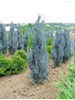 Chamaecyparis lawsoniana Columnaris Glauca