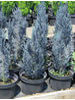 Chamaecyparis lawsoniana Columnaris Glauca