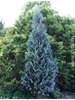 Chamaecyparis lawsoniana Columnaris Glauca