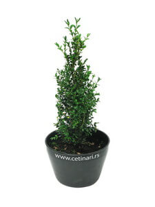 Buxus sempervirens Common box