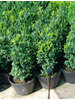 Buxus sempervirens Common box