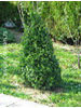 Buxus sempervirens Common box