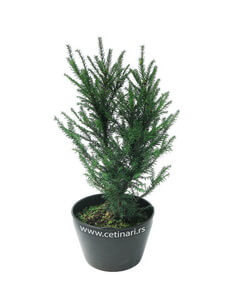 Taxus baccata Common yew