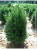 Taxus baccata Common yew