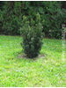 Taxus baccata Common yew
