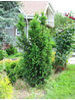Taxus baccata Common yew