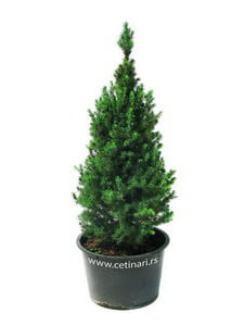 Picea glauca Conica