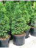 Picea glauca Conica