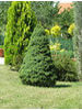 Picea glauca Conica