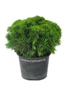 Thuja occidentalis Danica