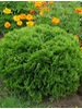 Thuja occidentalis Danica