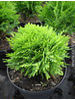 Thuja occidentalis Danica