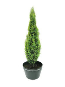 Chamaecyparis lawsoniana Ellwoodii Gold