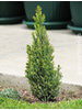 Chamaecyparis lawsoniana Ellwoodii Gold