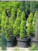 Chamaecyparis lawsoniana Ellwoodii Gold