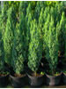 Chamaecyparis lawsoniana Ellwoodii Gold